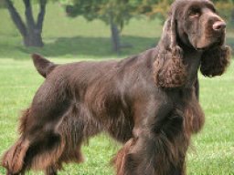 field_spaniel_20211130_1923919523